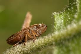 brown planthopper