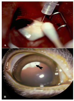 External photograph of the eye showing injection