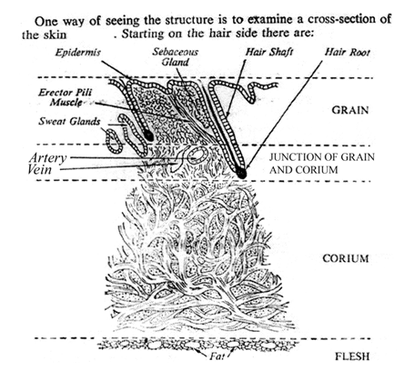 cowhide diagram