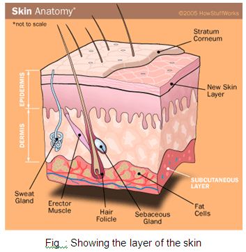 Showing the layer of the skin