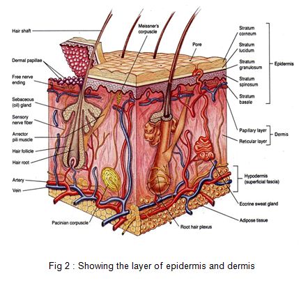 the layer of epidermis and dermis