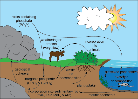 Thesis about marine pollution