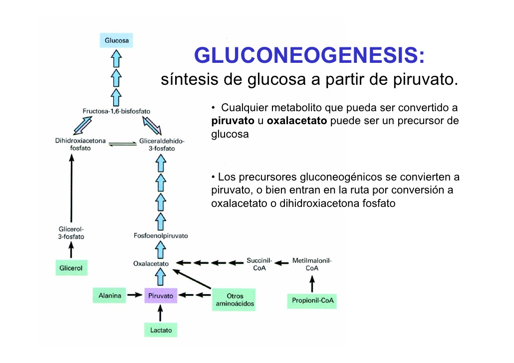 Gluconeogenesis Fat 28