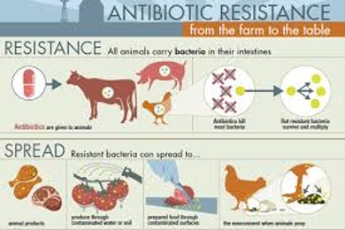 Antibiotic resistance essay