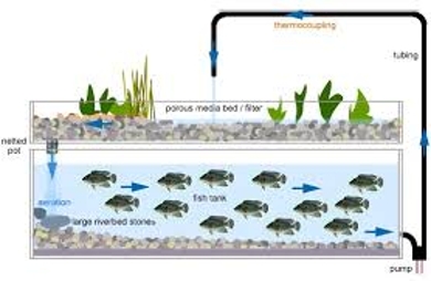 About Aquaponics System - Assignment Point