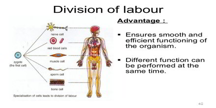 Term paper on human resource management