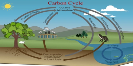 This is a great visual depicting the Nitrogen Cycle This could be