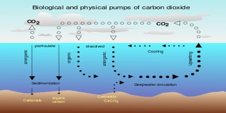 Carbon Sink - Assignment Point