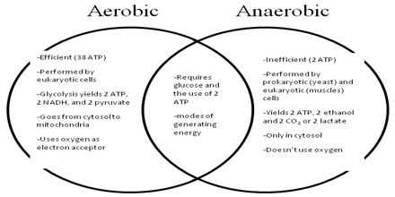 examples of aerobic and anaerobic respiration