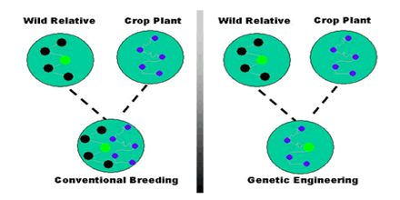 Principles of Genetic Engineering - Assignment Point