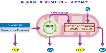 biology monte carlo method assignment point monte carlo methos