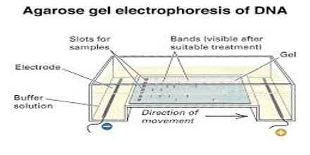 Electrophoresis of DNA in agarose gels, polyacrylamide gels and in free solution.