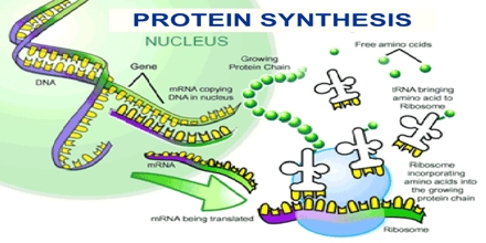 Protein synthesis research paper