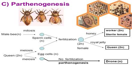 Parthenogenesis