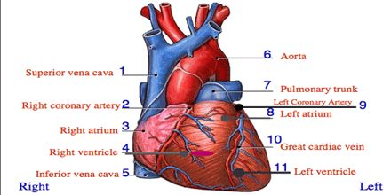 Anatomy essays