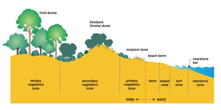 coastal dune sand systems environments geography assignment point