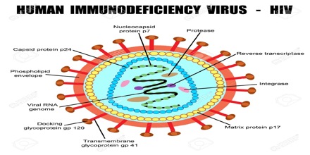 The Natural History Of Human Immunodeficiency Virus