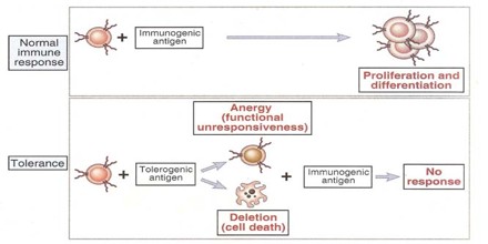 Acquired Immunological Tolerance - Assignment Point