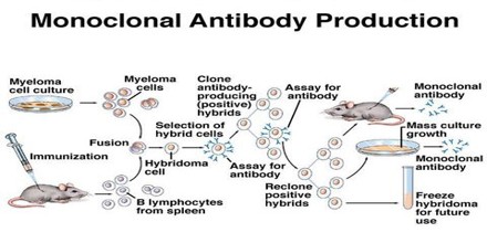 monoclonal antibodies definition antibody production hybridoma cell