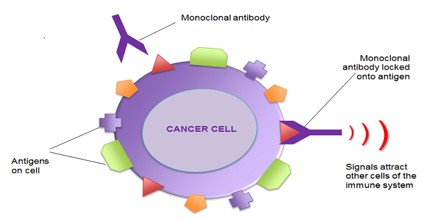 monoclonal antibodies antibody definition effects common side general