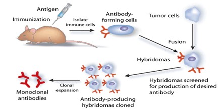 monoclonal antibodies definition antibody production produced antigen mab