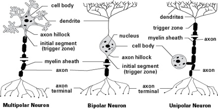 Structure and Functions of Neuron - Assignment Point