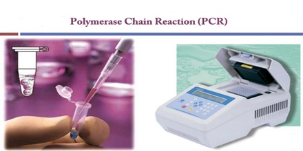 polymerase reaction chain pcr optimization