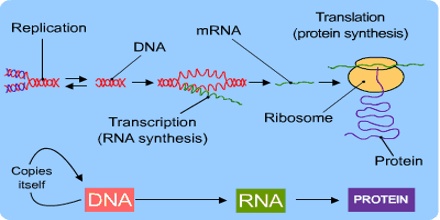 protein synthesis describe cell molecules cytoplasm ribosomes trna