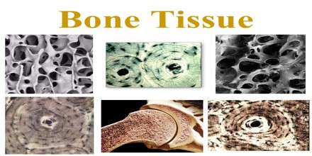 About Bone Tissue - Assignment Point