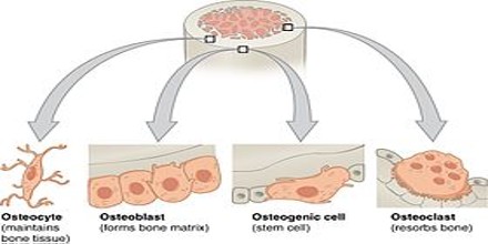 About Bone Tissue - Assignment Point