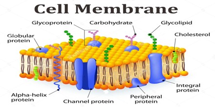 Function and Structure of Cell membrane - Assignment Point