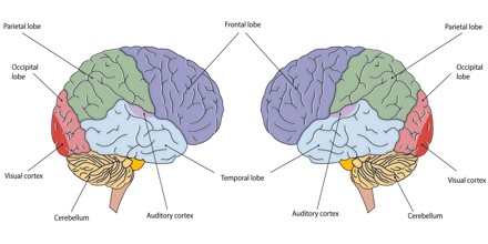 Introduction of Cerebral Hemispheres - Assignment Point