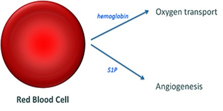 blood red cell functions structure homeostasis