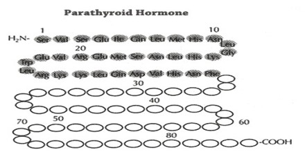 About Parathyroid Hormone - Assignment Point