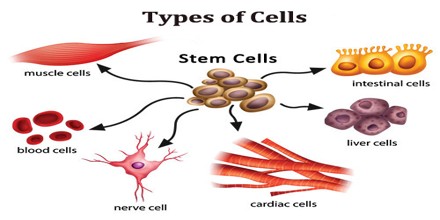 Types of Cells in Human Body and Functions - Assignment Point