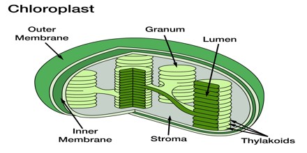 Photosynthesis Process