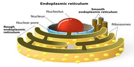 Endoplasmic Reticulum - Assignment Point