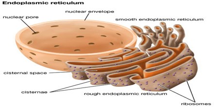 smooth endoplasmic reticulum pdf