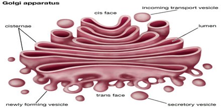 Golgi-apparatus0.jpg