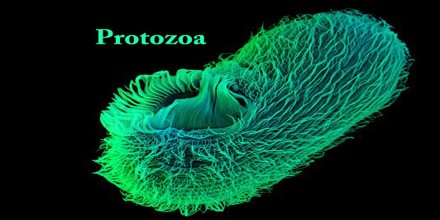 Protozoa.jpg