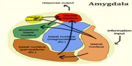 Amygdala - Assignment Point