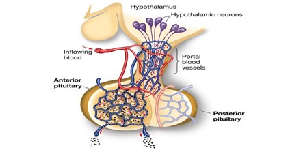 Anterior Pituitary0