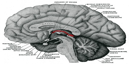 Epithalamus - Assignment Point