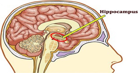 hippocampus assignment point assignmentpoint