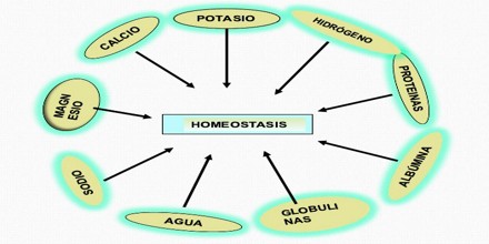 homeostasis definition psychology
