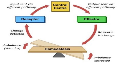 homeostasis wastes systems feedback nitrogenous control mechanism centre edurev which waste system balance water biology fluid elimination negative controlled regulate