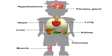 Homeostasis