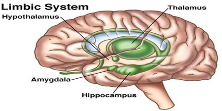 Limbic System - Assignment Point