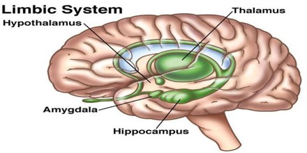 Limbic Lobe - SpinalCord.com