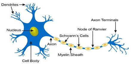 Nervous Tissue Assignment Point
